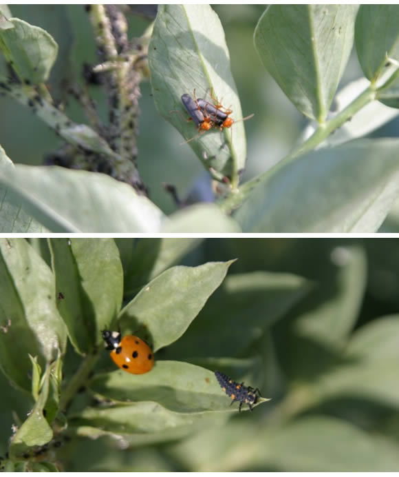 Live Earth Farm Newsletter Week 6, Season 15